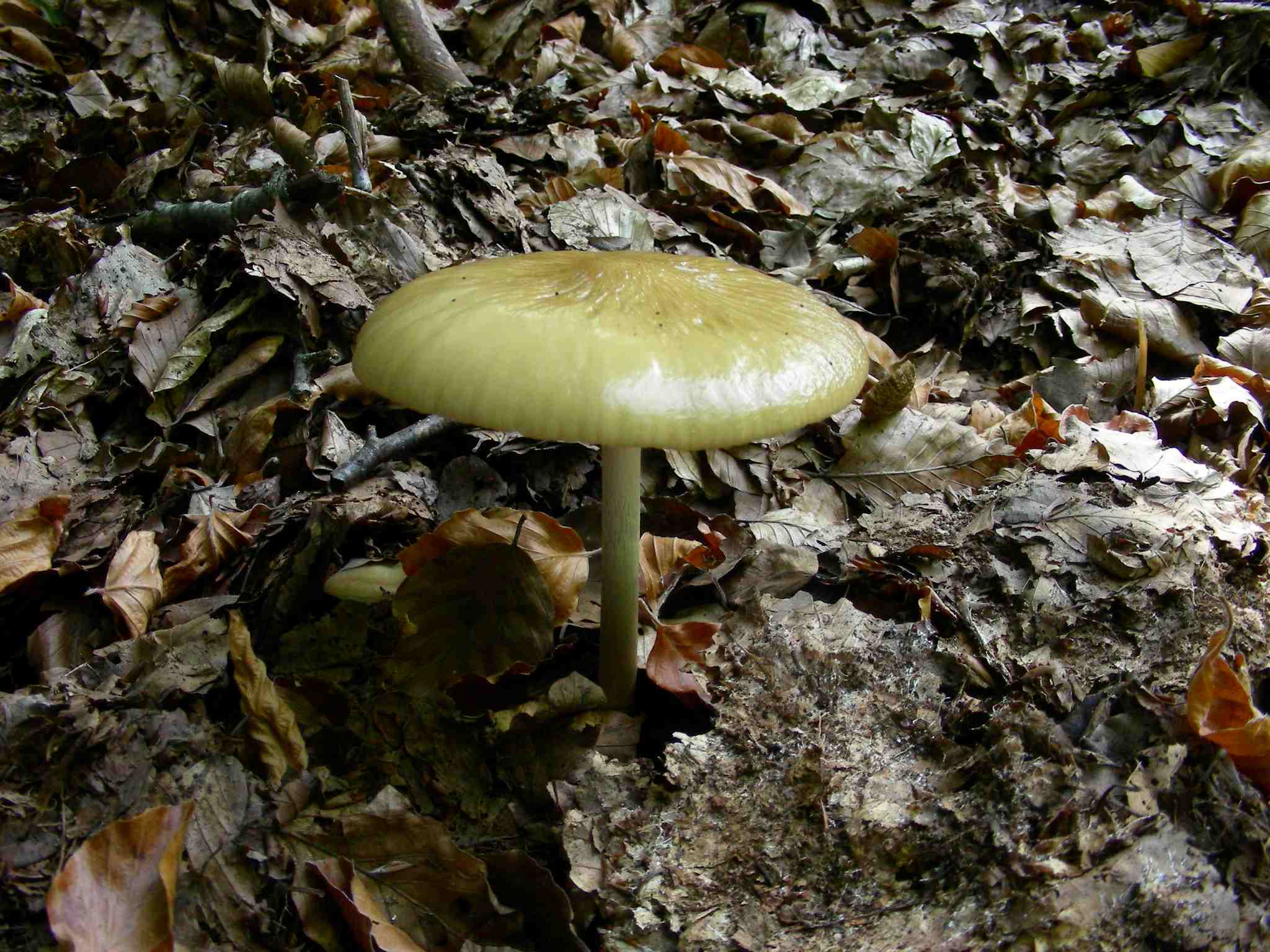 1460 Ottobre  vecchio ritrovamento